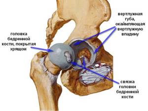 Хондропротекторы при артрозе коленного сустава: коксартрозе