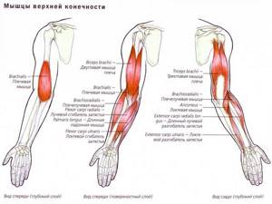 Растяжение мышц руки: лечение, что делать, симптомы, как лечить если потянул