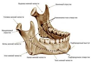 Перелом нижней челюсти: лечение, классификация, виды