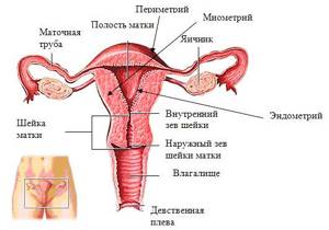 Болит левый яичник: причины у женщин, боли слева
