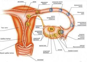 Болит правый яичник: причины, перед месячными, при беременности