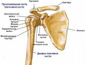 Надмыщелковый перелом плечевой кости: у детей